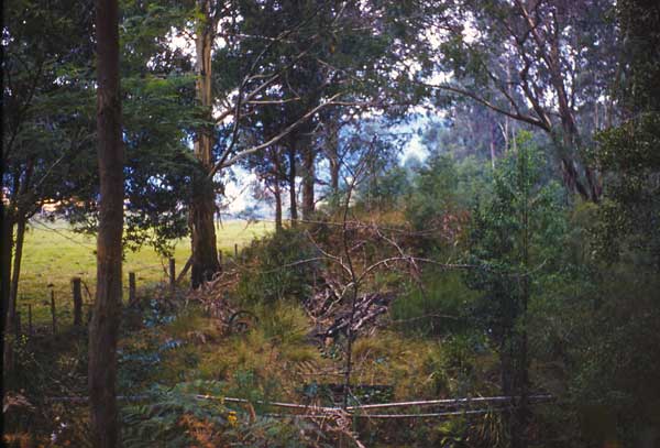 Powelltown tramway bridge near Lloyds reserve