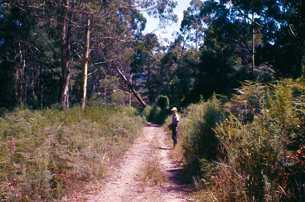 Warburton tramway east of caravan park